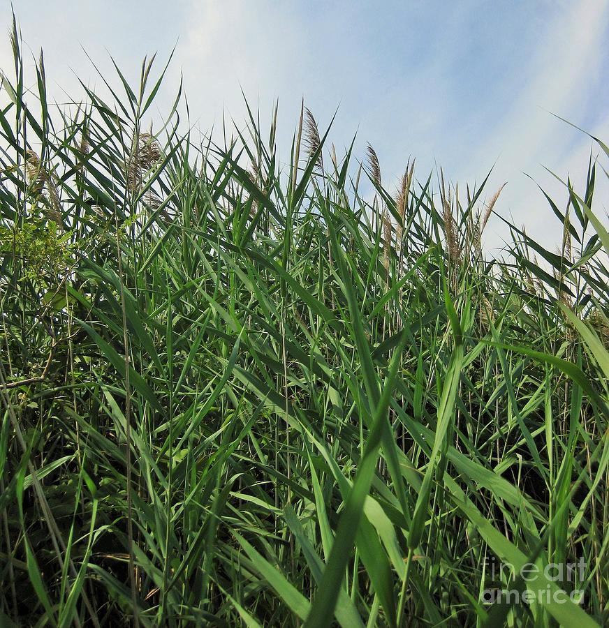 Nature Photograph - River Grass by Lynn Slupski