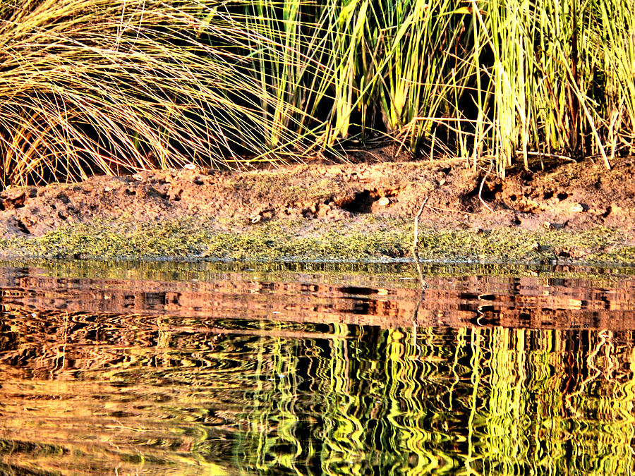 River Grass Reflections Photograph by Kathy K McClellan