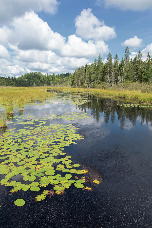 River Habitat Photograph by Jurgen Lorenzen | Fine Art America