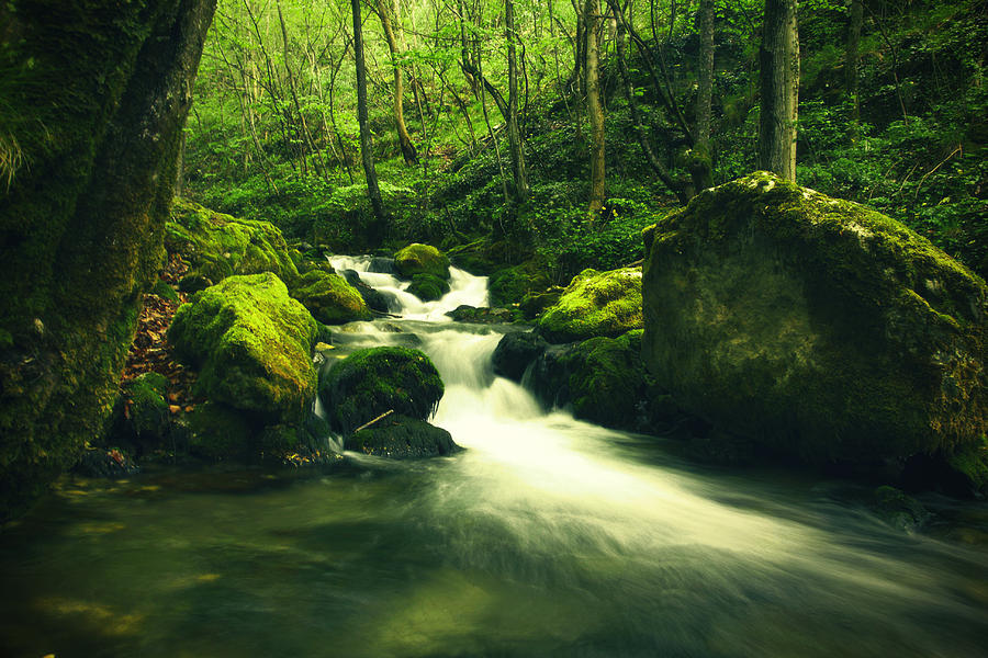 Fall Photograph - River in a green forest by Sandra Rugina
