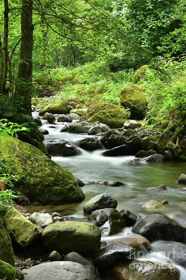 River in the Woods Photograph by Svetlana Sewell - Pixels