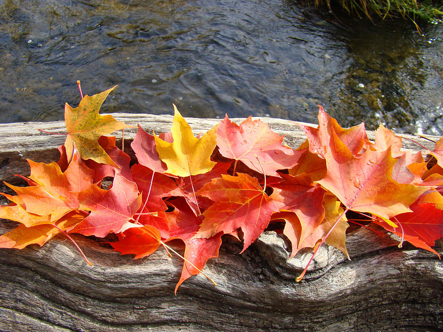 Fall Photograph - River Log Driftwood art prints Colorful Fall Leaves by Patti Baslee