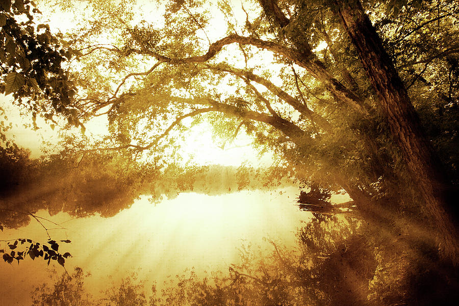 River Oaks - 1 Photograph by Alan Hausenflock