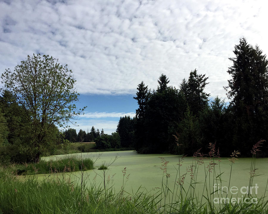 River of Algae and stippled clouds Photograph by Paula Joy Welter