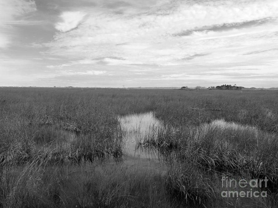 River of Grass BW Photograph by Maxine Kamin