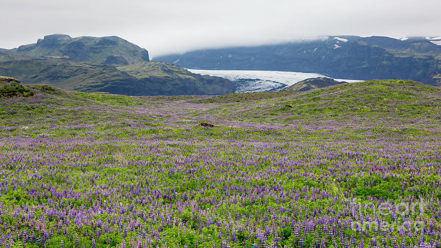River of ice and river of purple flowers Photograph by Agnes Caruso