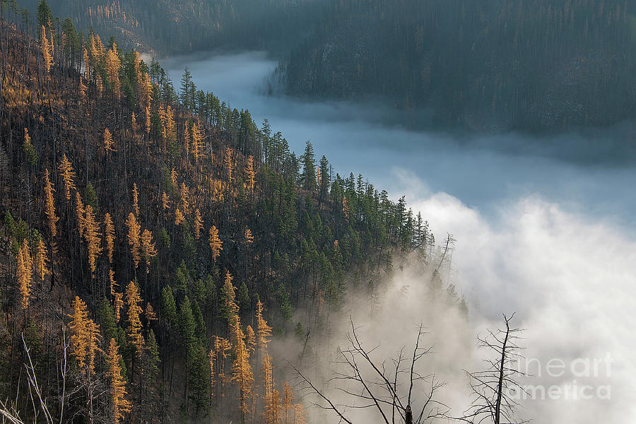 River of Mist by David Emond River of Mist by David Emond