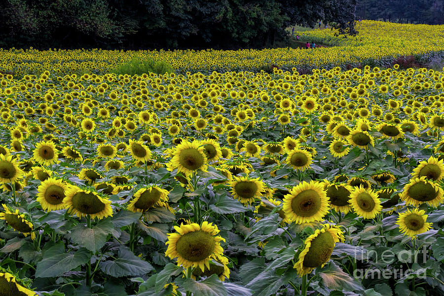 River of Sunflowers Photograph by Barbara Bowen
