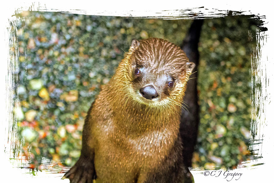 River Otter 1 Photograph by Constantine Gregory