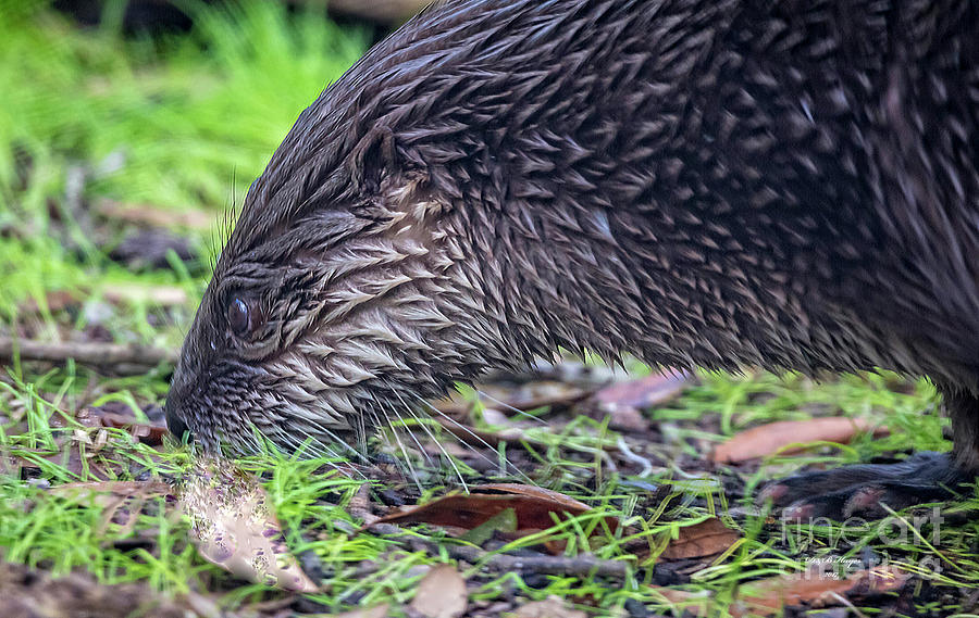 River Otter Astray  Photograph by DB Hayes