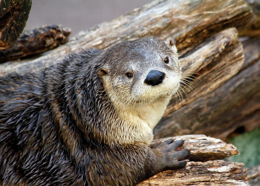 River Otter Photograph by Daniel Caracappa - Fine Art America