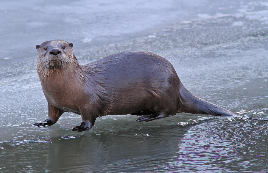 River Otter Photograph by Gary Wing