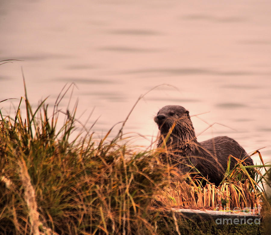 River Otter Hanging Out Photograph