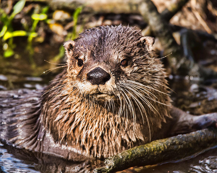 River Otter Photograph by Joe Granita