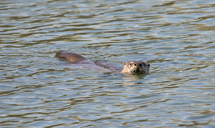 River Otter Photograph by Loree Johnson