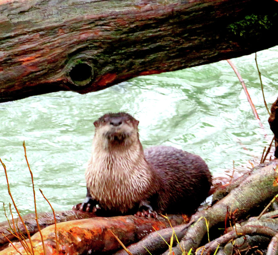 River Otter - Wildlife Photograph by Marie Jamieson