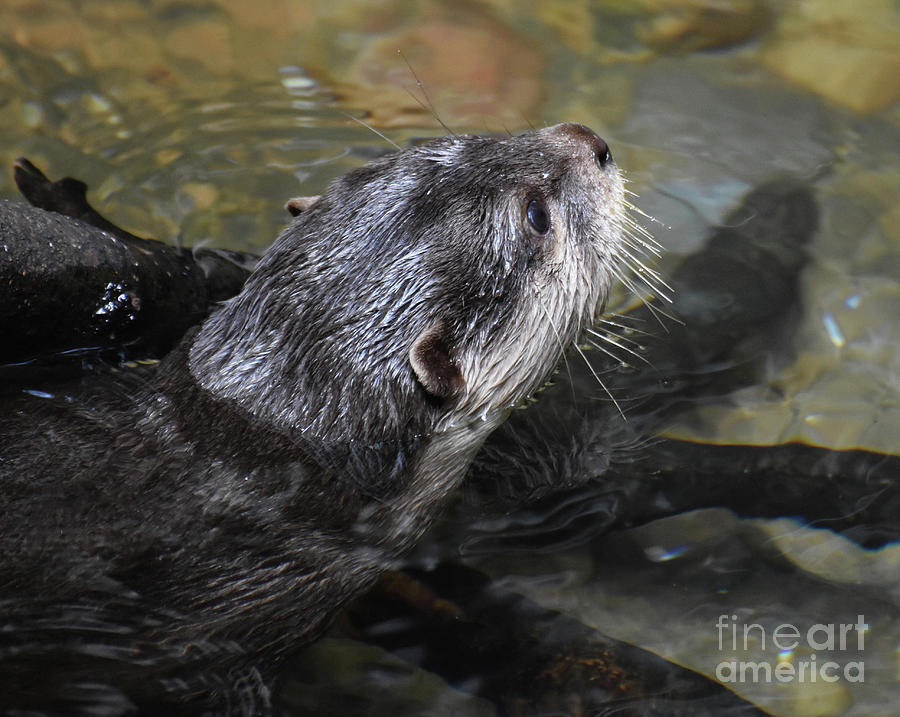 River Otters are Part of the Family of Mustelids Photograph by DejaVu Designs