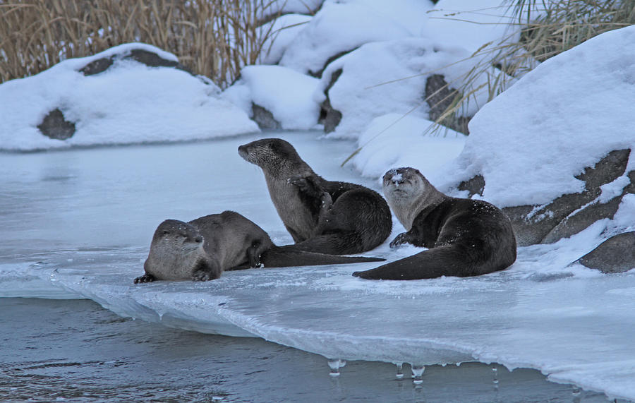 River Otters Photograph by Gary Wing