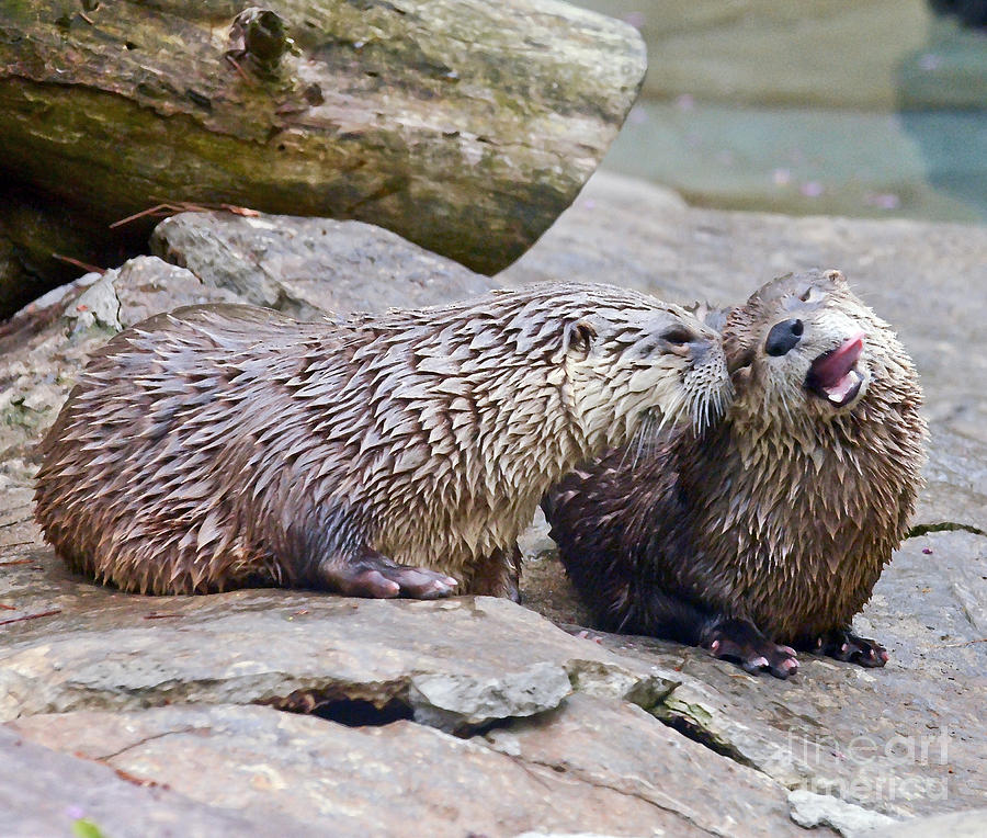 River Otters Photograph by Kerri Farley
