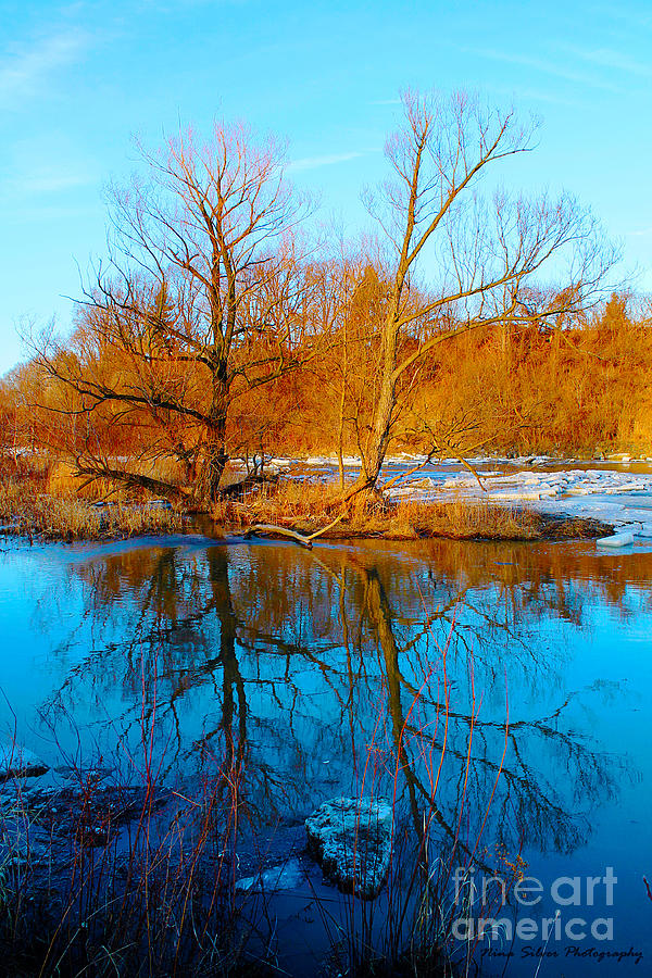 Tree Photograph - River Reflections in Spring by Nina Silver