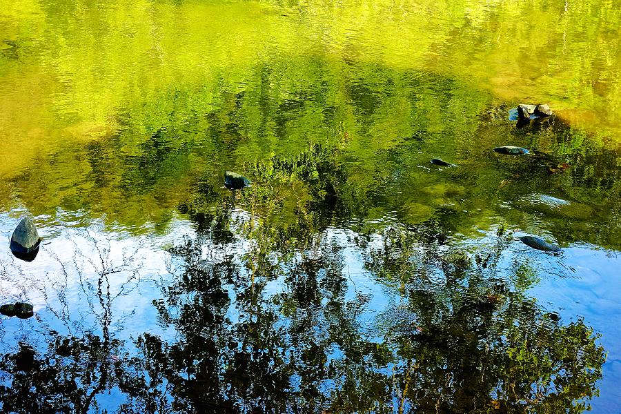 Tree Photograph - River Reflections by Kathi Isserman