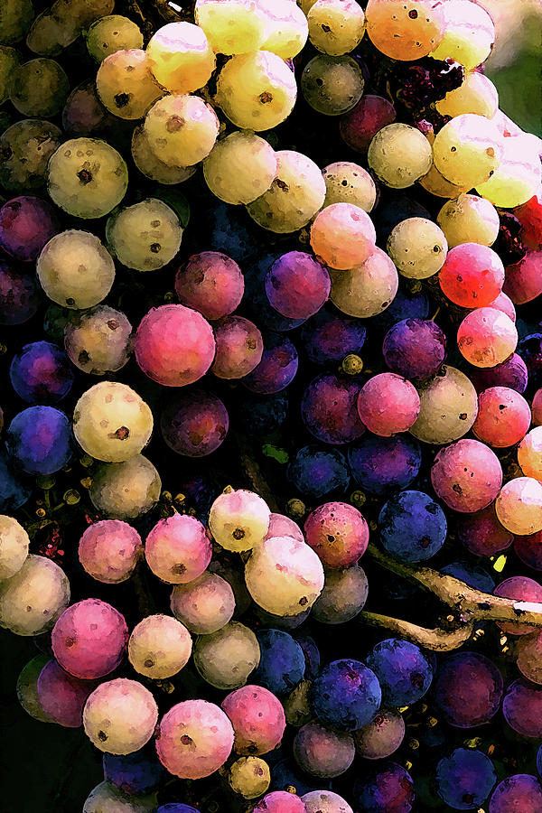 River Ridge Winery Confetti Colored Grapes 2762 DP_2 Photograph by Steven Ward