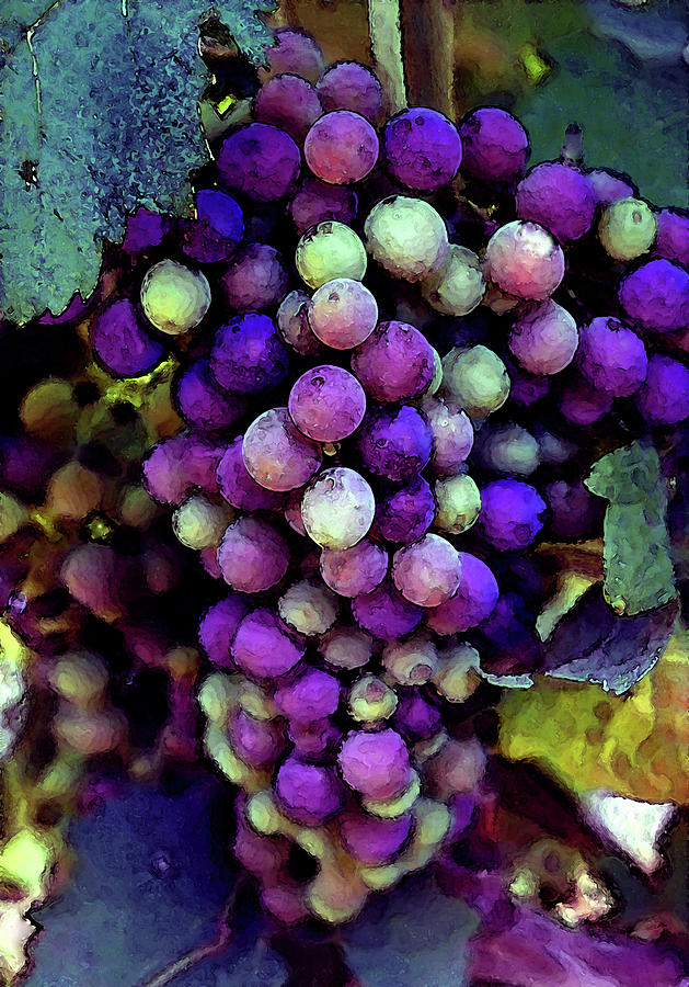 River Ridge Winery Grapes Ripening on the Vine 2743 DP_2 Photograph by Steven Ward