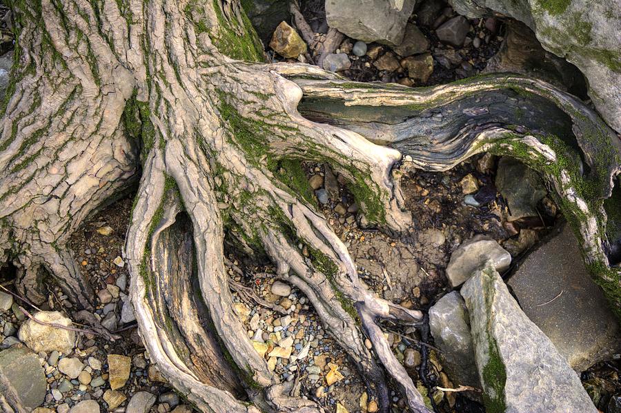 River Roots Photograph by FineArtRoyal Joshua Mimbs