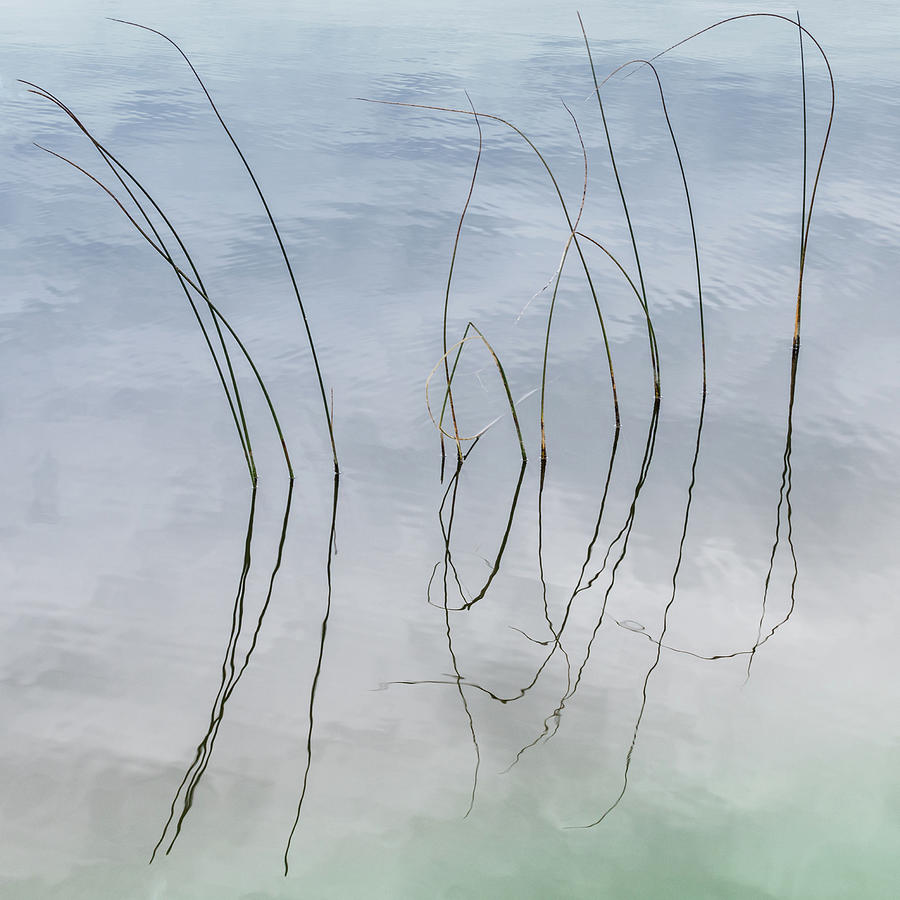 River Rushes Abstract #6 Photograph by Patti Deters