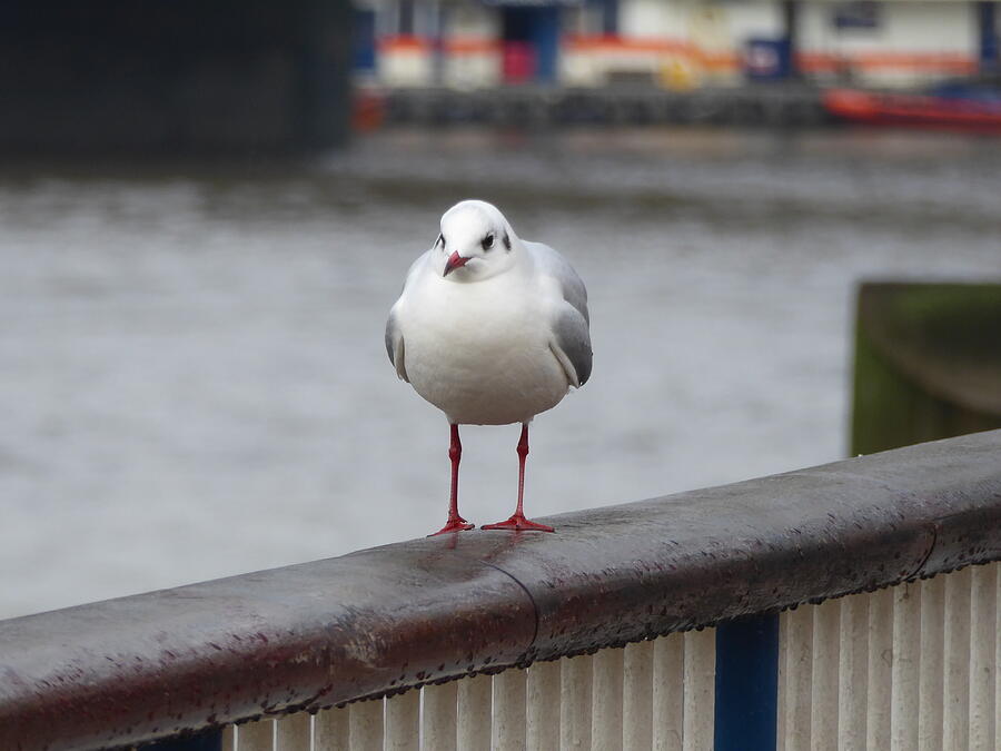River Thames Gull Photograph by Margaret Brooks