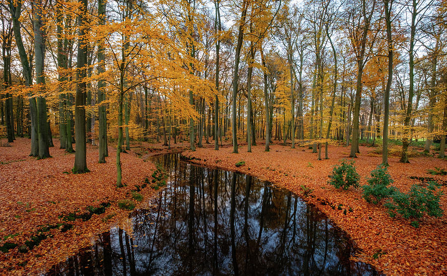 River through autumn by Mario Visser River through autumn by Mario Visser