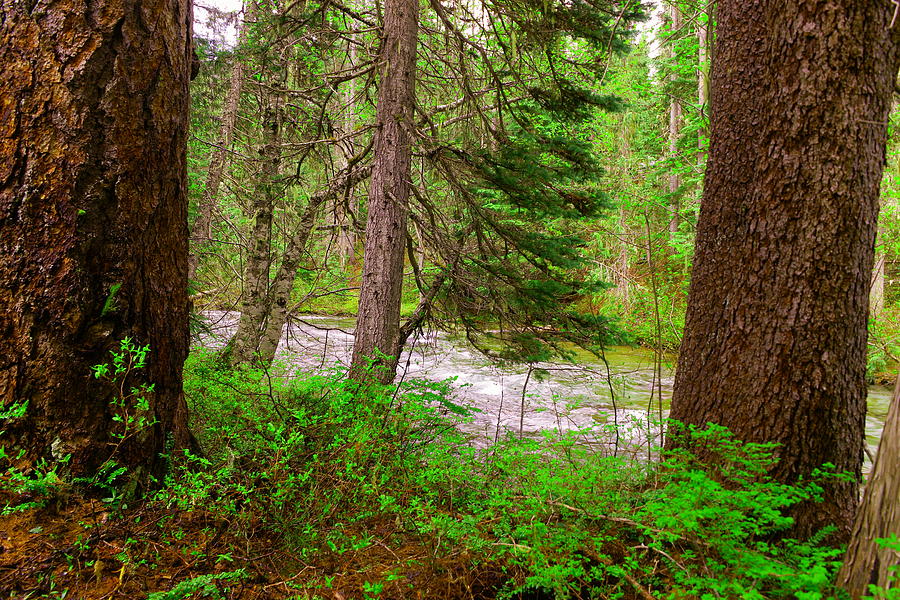 River through the forest Photograph by Jeff Swan