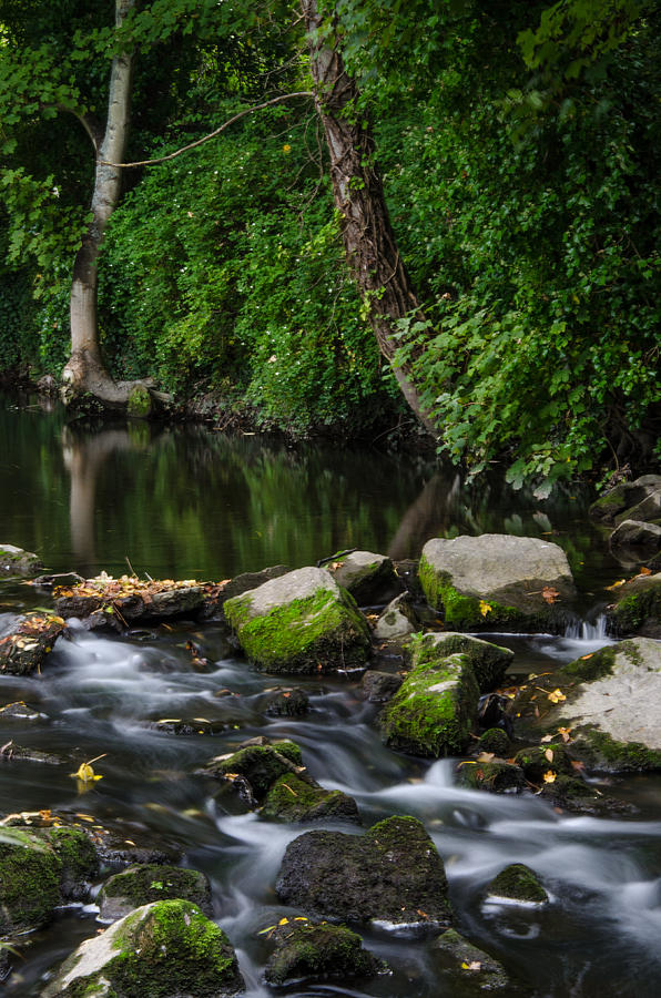 River Tolka Photograph by Martina Fagan