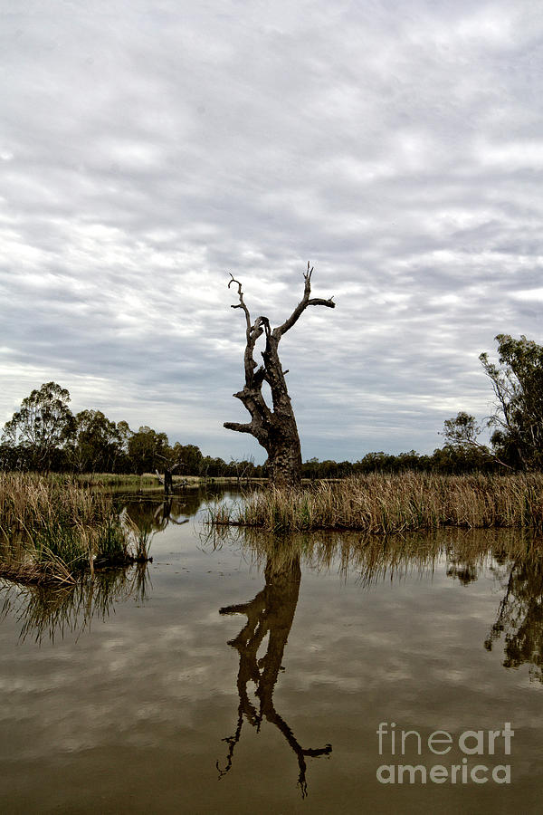 Tree Photograph - River trees V3 by Douglas Barnard