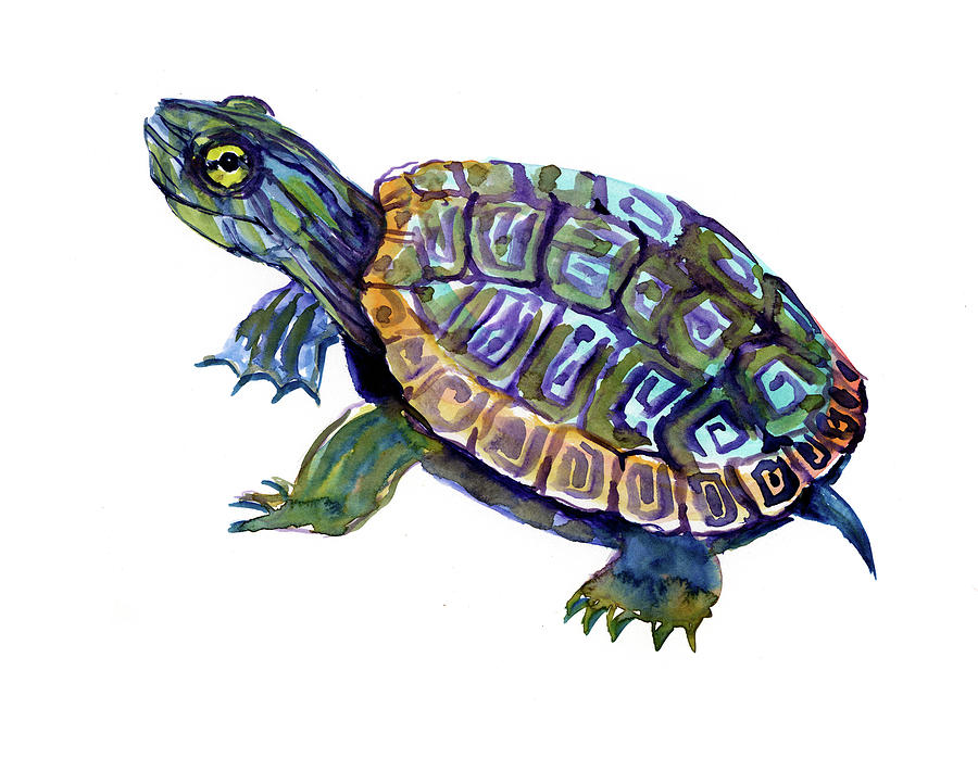 River Turtle, Slider artwork illustration Painting by Suren Nersisyan