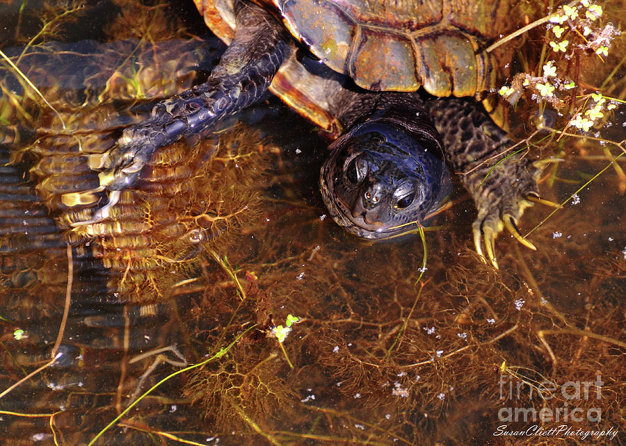 River Turtle Photograph by Susan Cliett