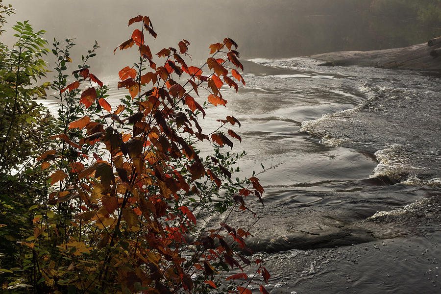 Riverbank Color - Soft Shine of a Foggy Morning Photograph by Georgia Mizuleva