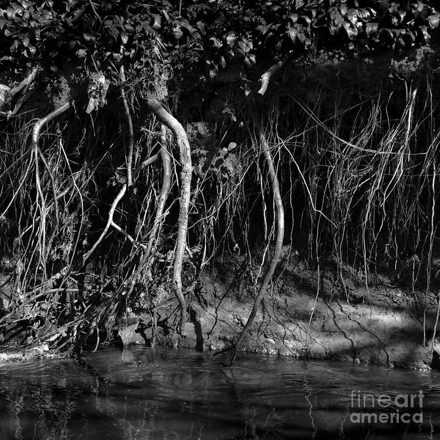 Abstract Photograph - Riverbank Entanglements i by Paul Davenport