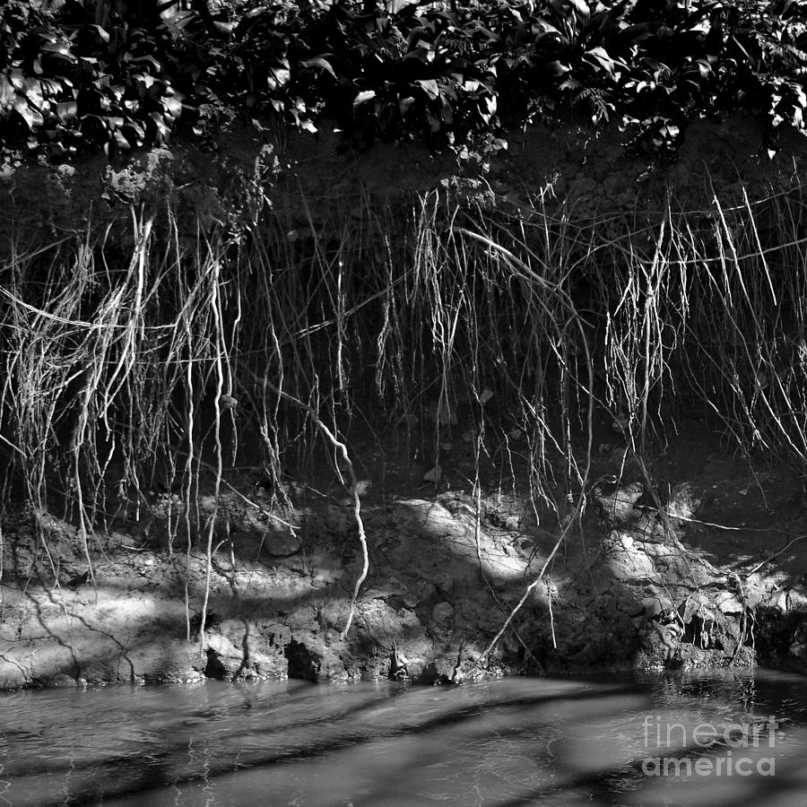 Abstract Photograph - Riverbank Entanglements II by Paul Davenport
