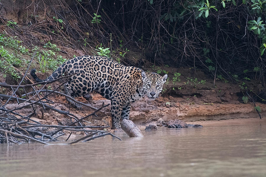 Riverbank Jaguar Photograph by Wade Aiken