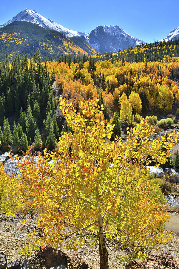 Riverside Aspen Photograph by Ray Mathis