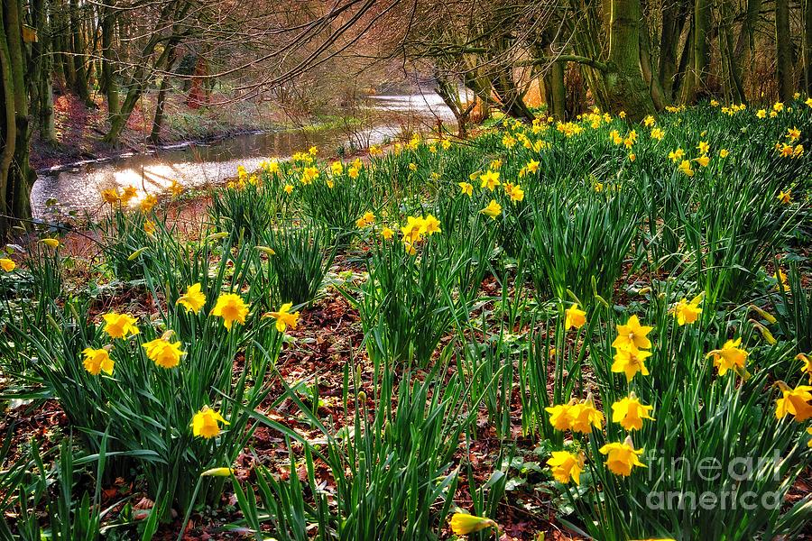Riverside Daffodils in Spring Photograph by Martyn Arnold