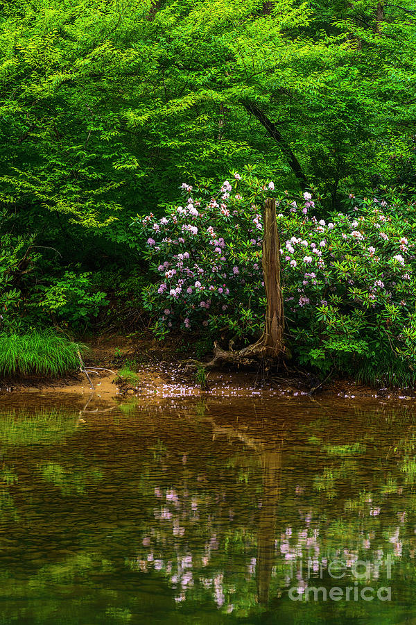 Riverside Rhododendron Photograph by Thomas R Fletcher