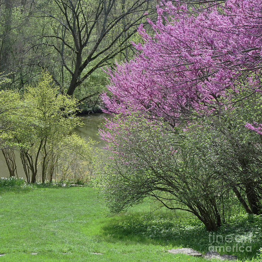 Riverside Spring Photograph by Ann Horn