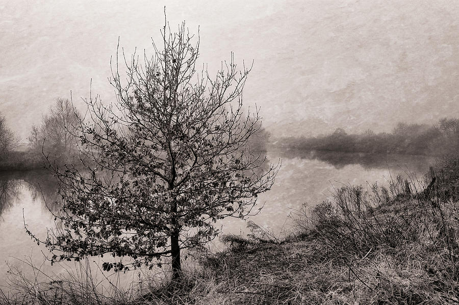 Riverside tree in the fog. Photograph by John Paul Cullen