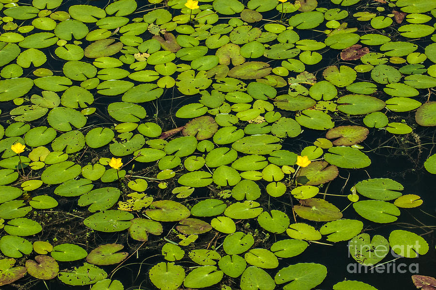 Rivertowne Lilly Pads in Pond Photograph by Dale Powell