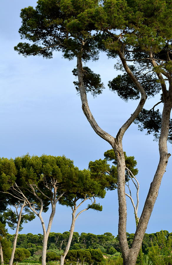 Riviera Trees Photograph by Corinne Rhode