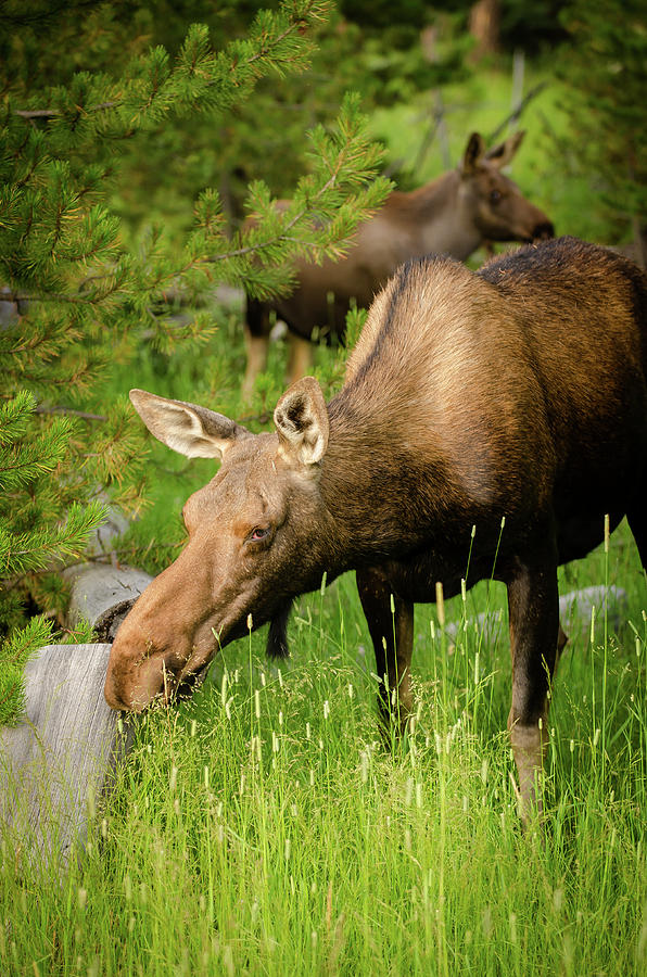 Moose Photograph - Rmnp Moose 1 by Kirk Siegler