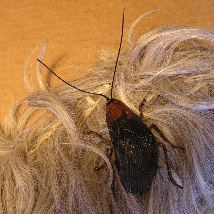 Nature Sculpture - Roach Hair Clip by Roger Swezey