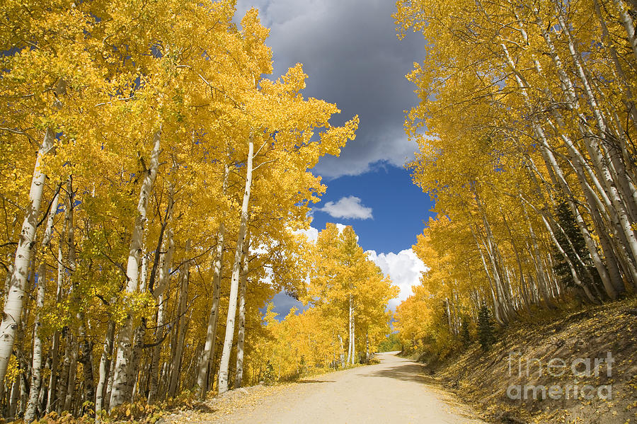 Fall Photograph - Road Amid Aspens 1 by Ron Dahlquist - Printscapes
